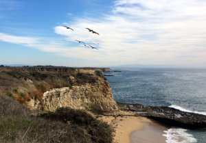Wilder_Ranch_Pelicans_horiz