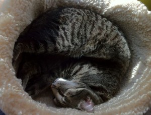 pr_catball